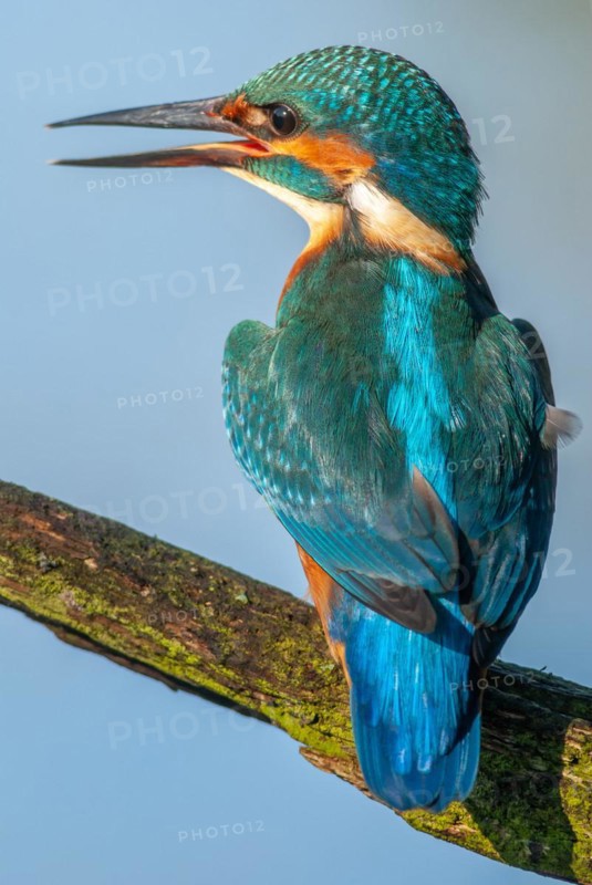 Kingfisher
