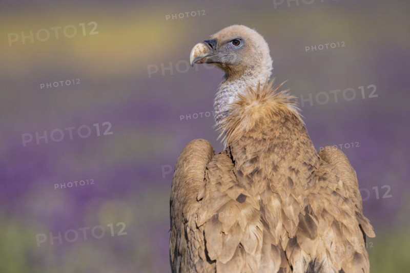 Griffon vulture