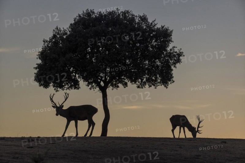 Red deer