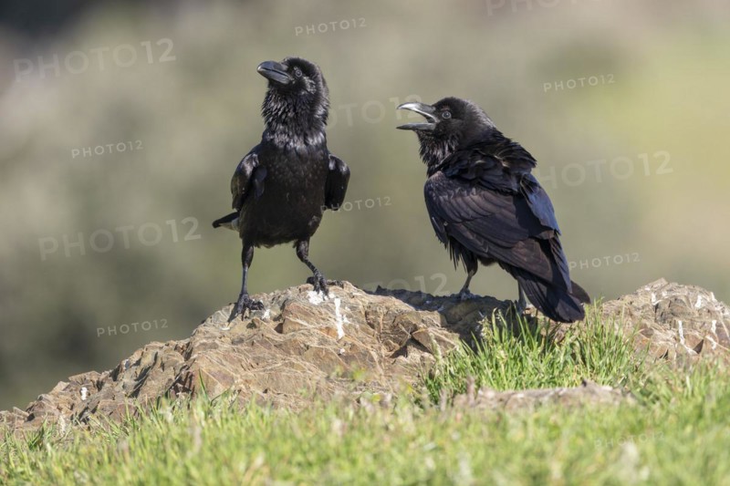 Common raven