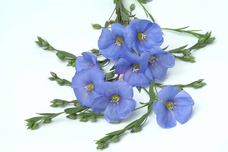 Medicinal plant Linseed