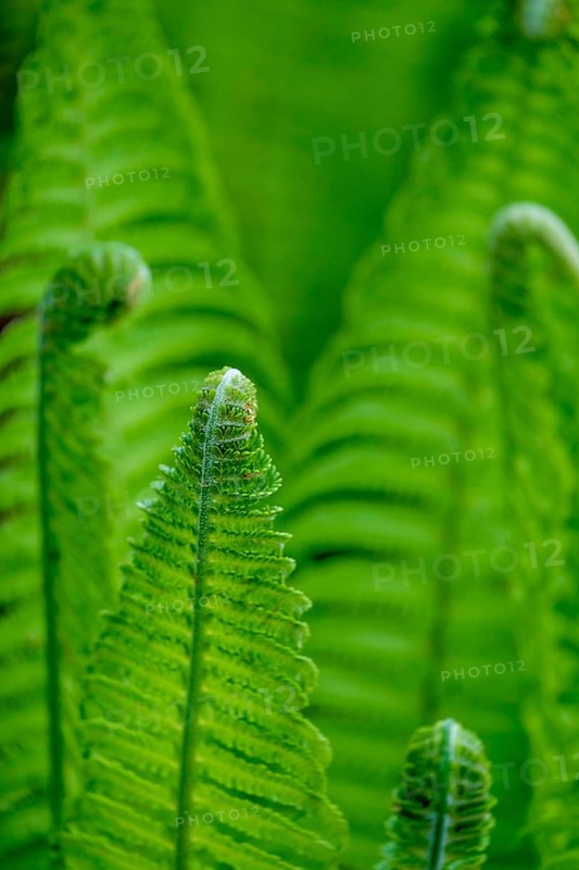 Fern frond