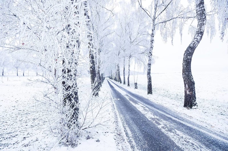 Birch trees