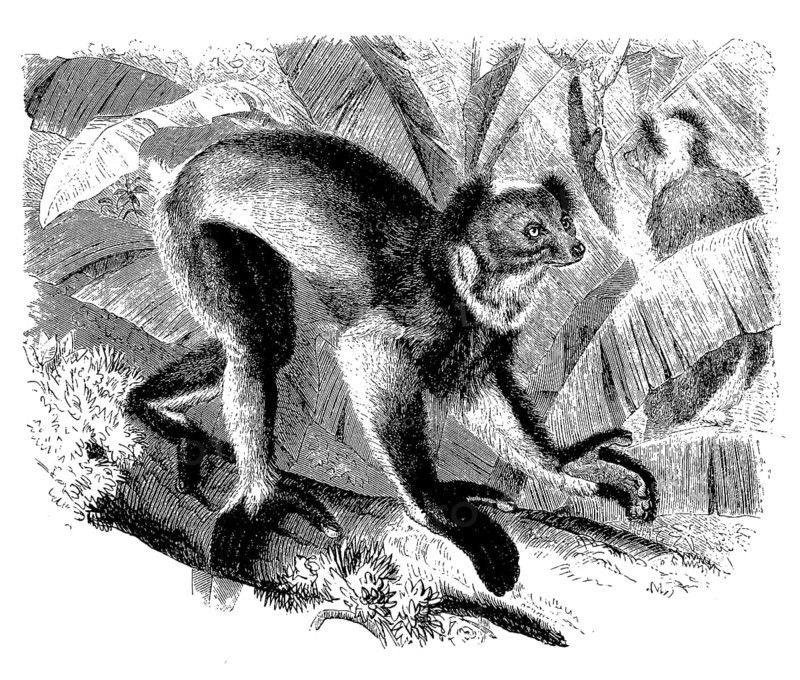 Crowned Indri