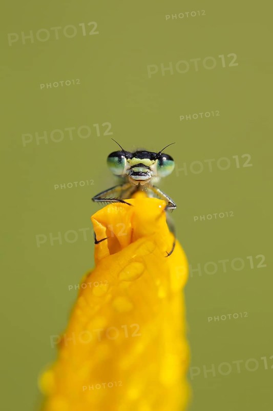 Common blue damselfly