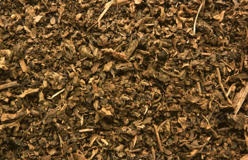 Indian patchouli