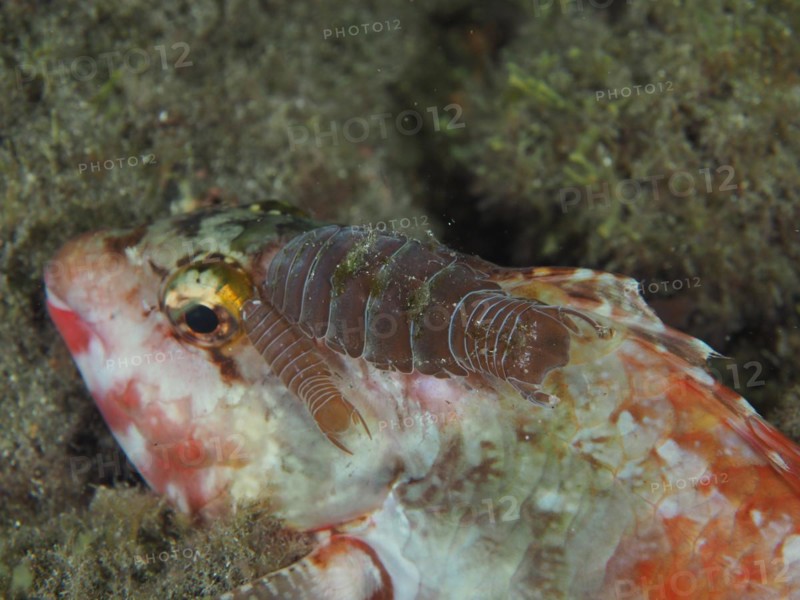 Two woodlice