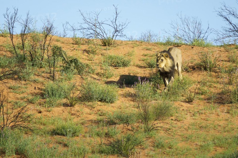Black maned lion