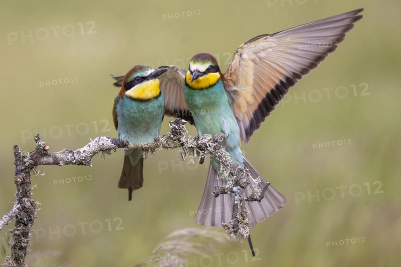 European bee-eater