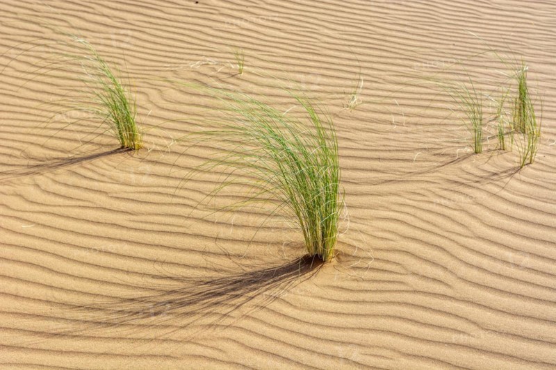 Drinn grass