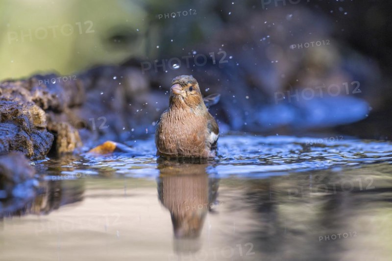 Common chaffinch