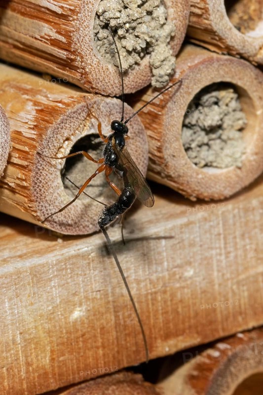 Red-legged wood wasp hanging on insect hotel looking up