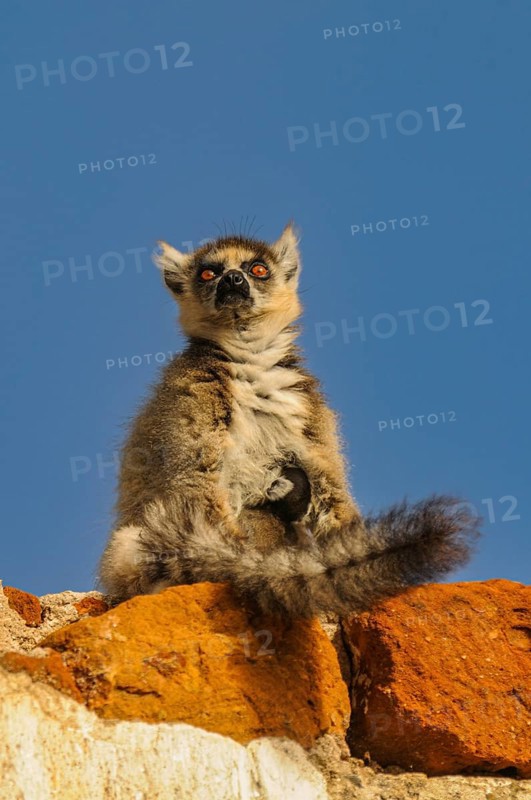 Ring-tailed Lemur
