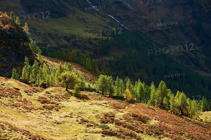 European larch