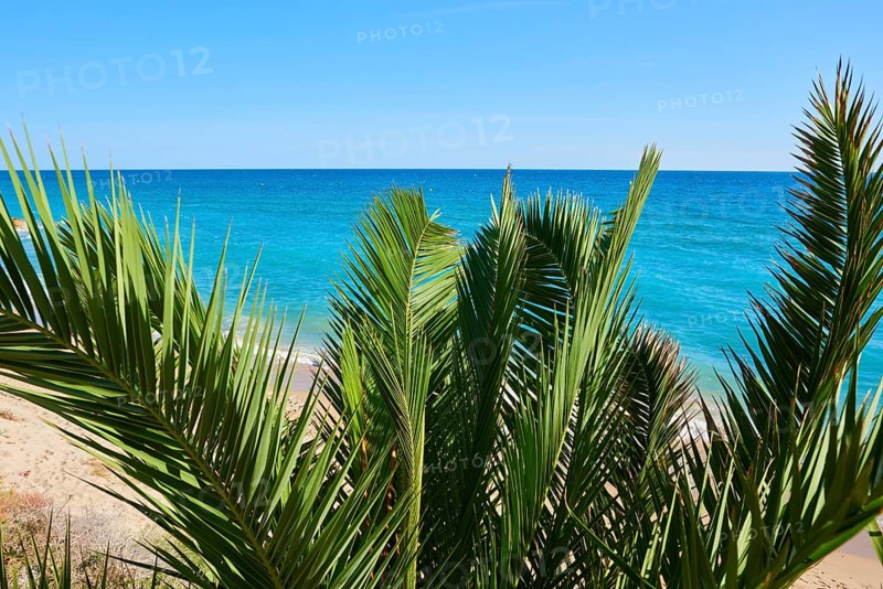 Canary Island date palm