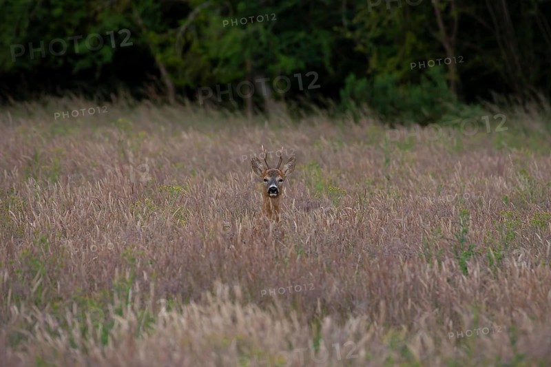 Roe deer