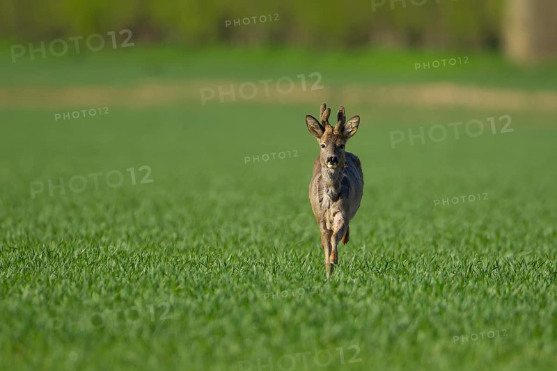 Roe deer