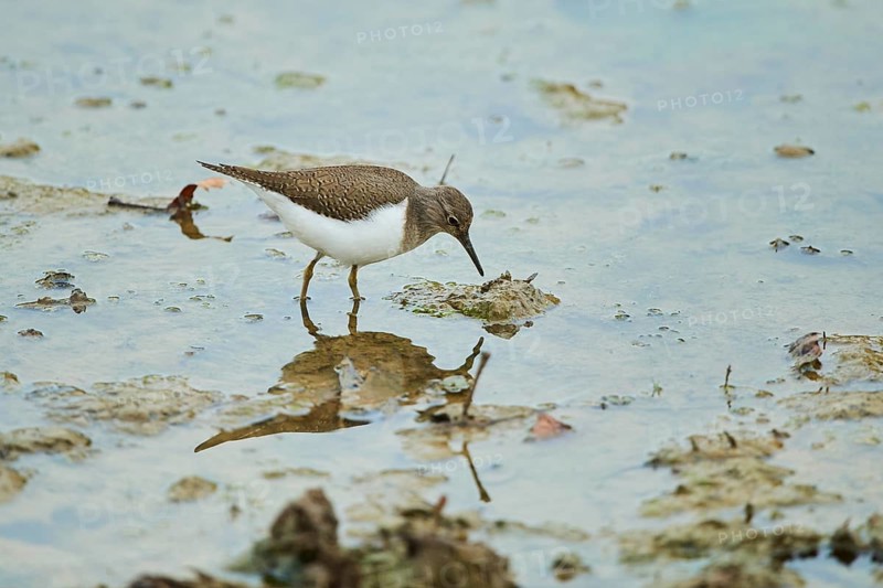 Green sandpiper