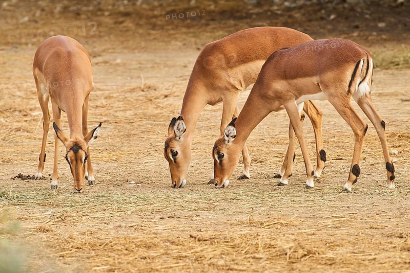 Three Female Impala