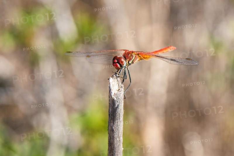 Red Veined Darter