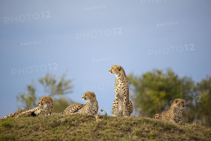 Cheetah