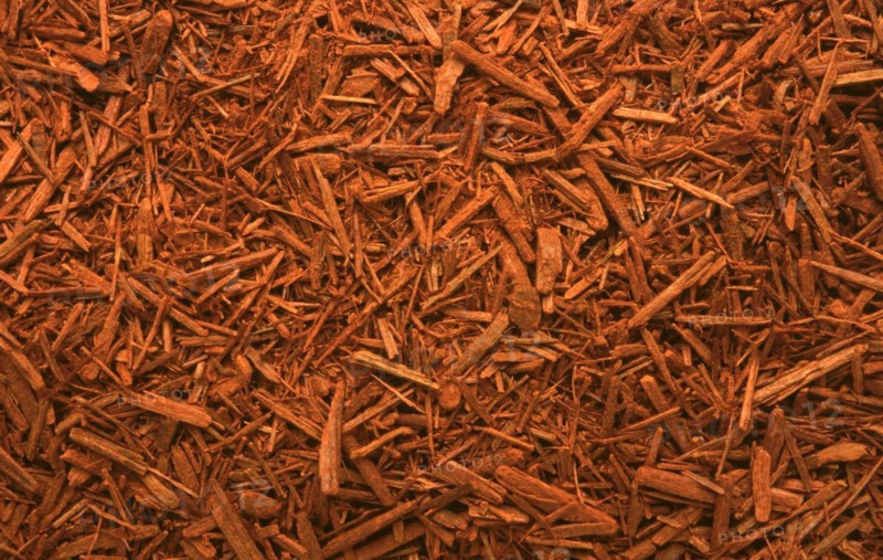Medicinal herbs: Bloodwood tree