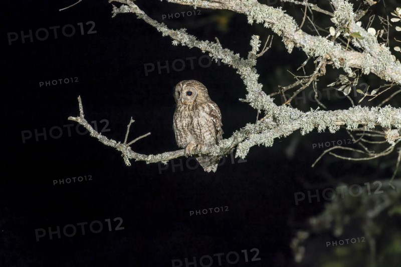 Tawny owl
