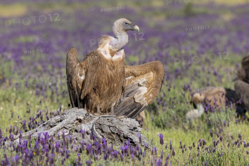 Griffon vulture