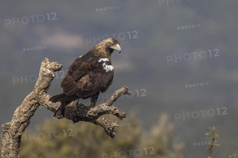 Spanish Imperial Eagle
