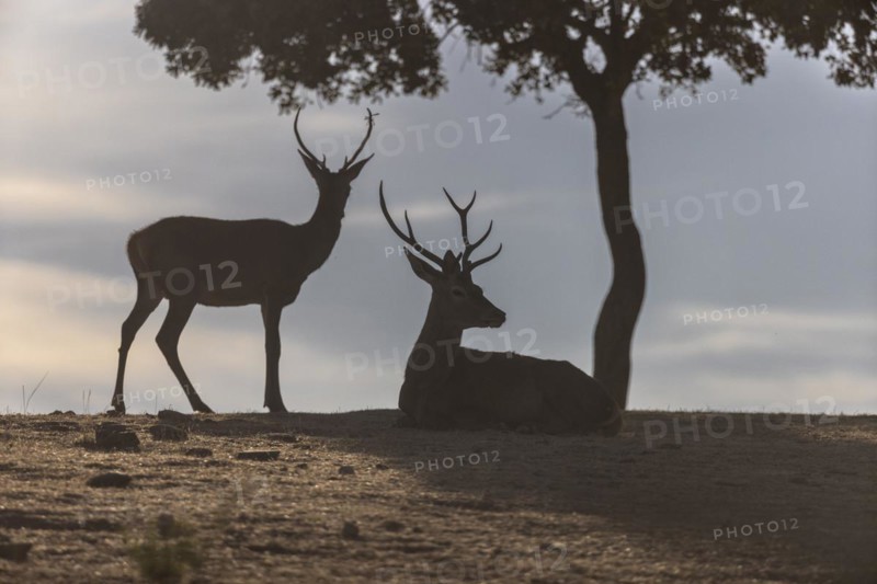 Red deer