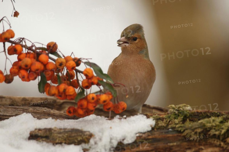 Common chaffinch