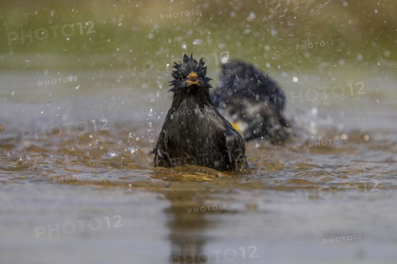 Spotless starling