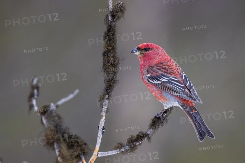 Pine grosbeak