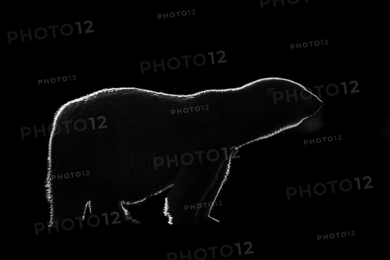 Black and white rim light silhouette of Polar bear