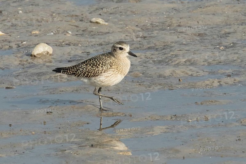Little Ringed Plover standing in mudflat seen right