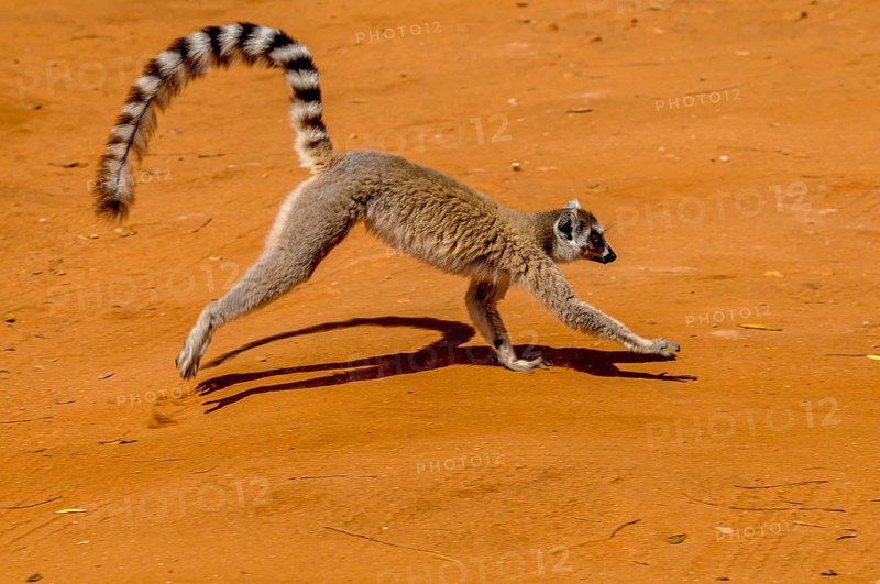Ring-tailed Lemur