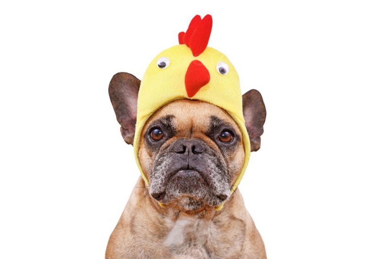 Funny French Bulldog dog wearing Easter costume chicken hat on white background