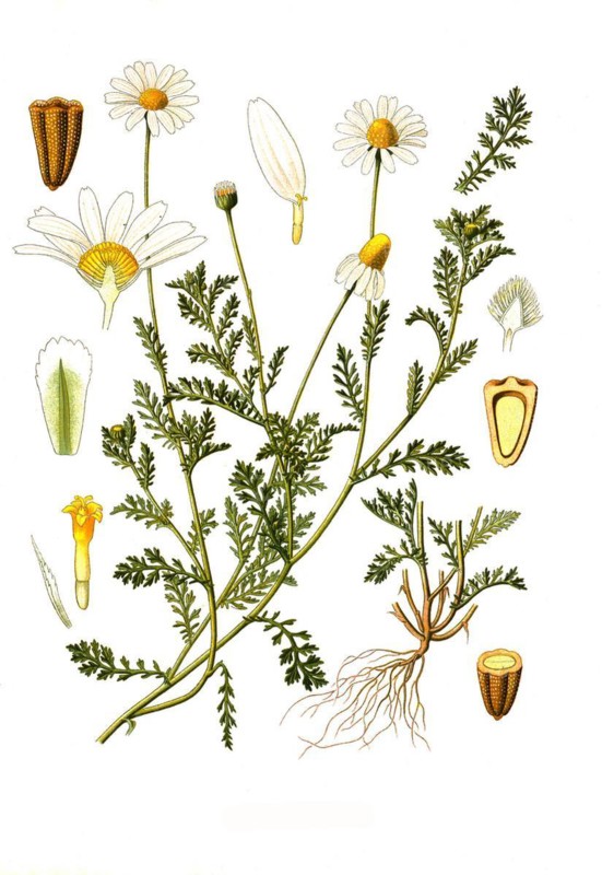 Dog-fennel