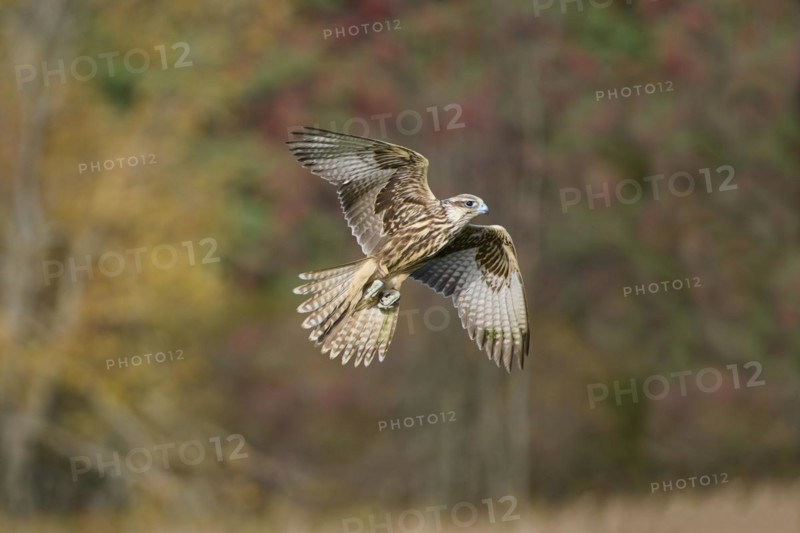 Saker falcon