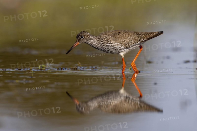 Common redshank