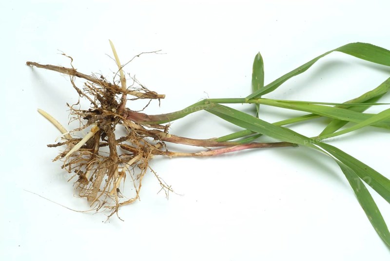 Medicinal plant couch grass