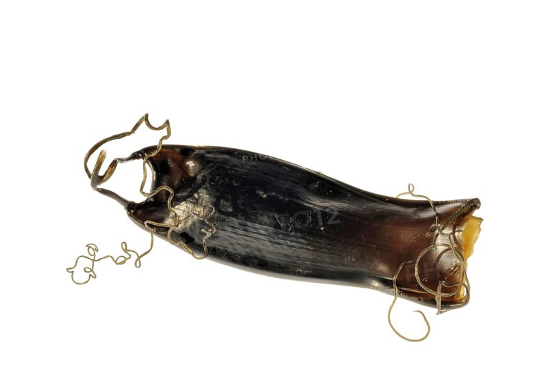 Egg case