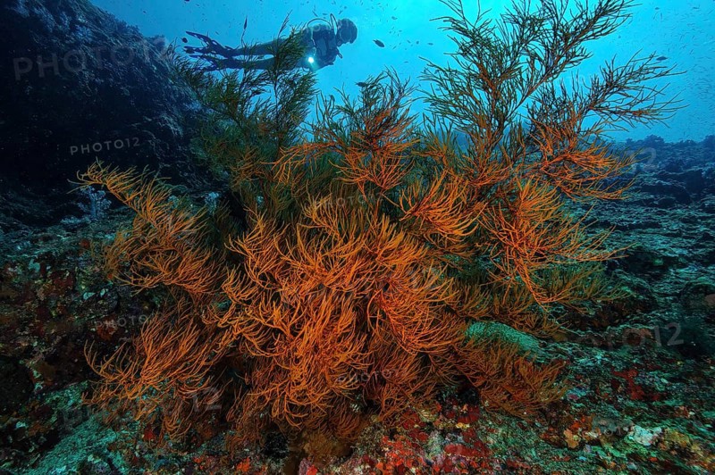 Black bushy black coral