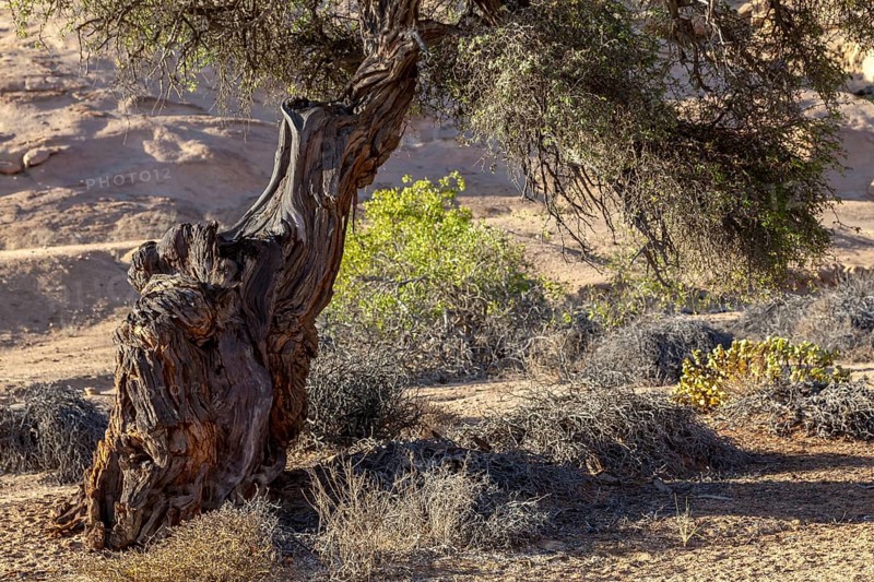 Old camel thorn tree