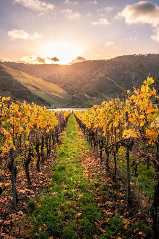 Autumn vineyards on the Moselle river