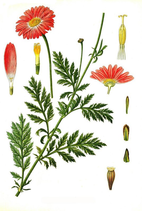 Medicinal plant