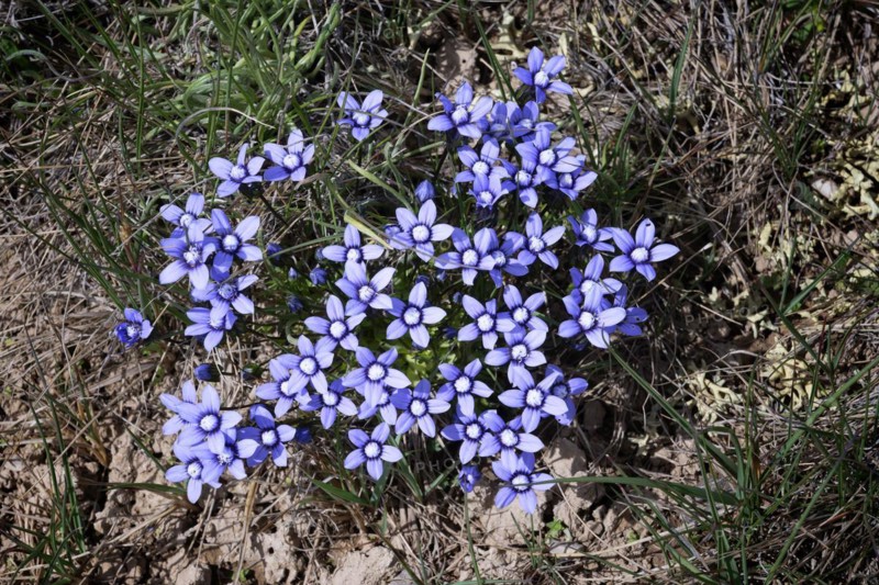 or Alpine Forget-me-not