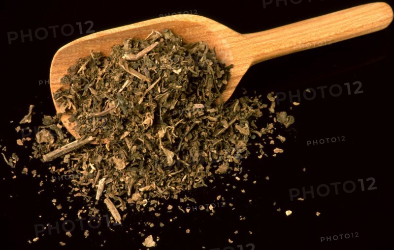 Indian patchouli