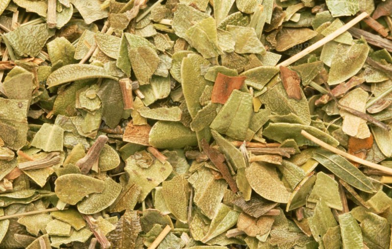 Natural remedy dried bearberry leaves