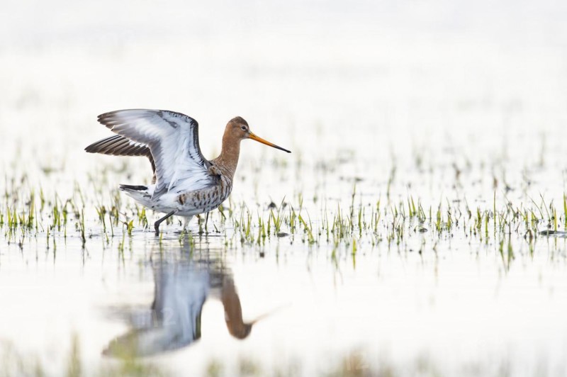 Black-tailed Godwit